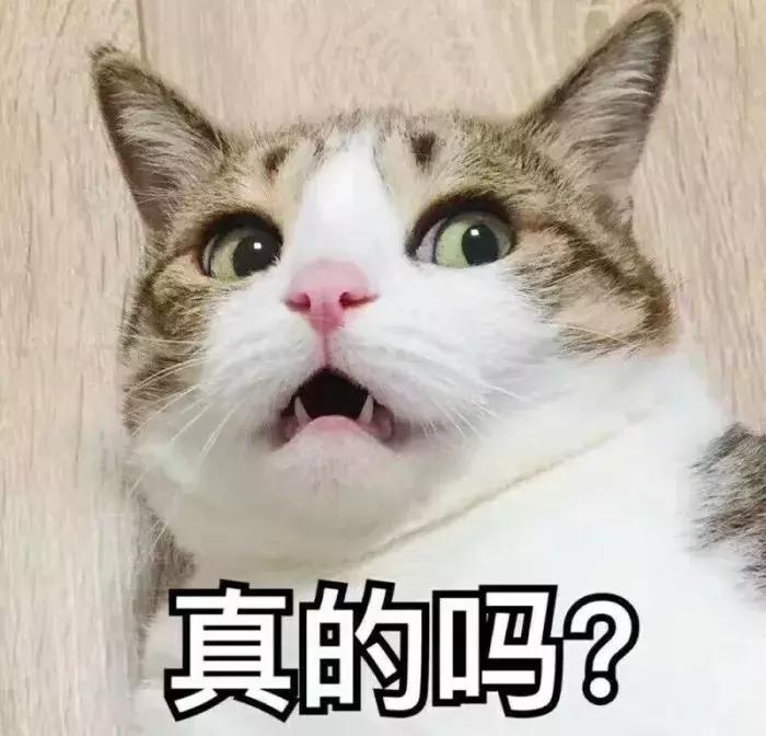 脑子一热养猫后悔怎么办,养猫后悔的原因有哪些