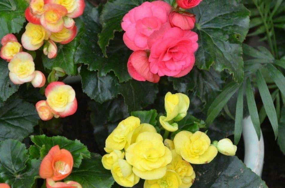 家居养花首选丽格海棠，花期长，花色艳，还有“小玫瑰”的美称