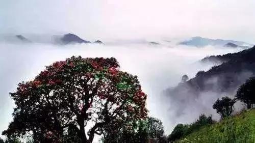 昆明周边适合露营的森林,昆明附近露营风景好