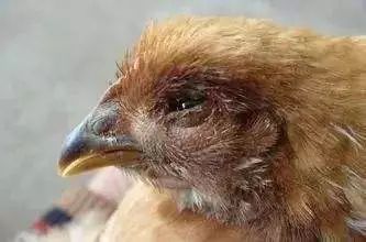 鸡眼睛肿了怎么治疗,鸡眼睛肿流白脓是什么病