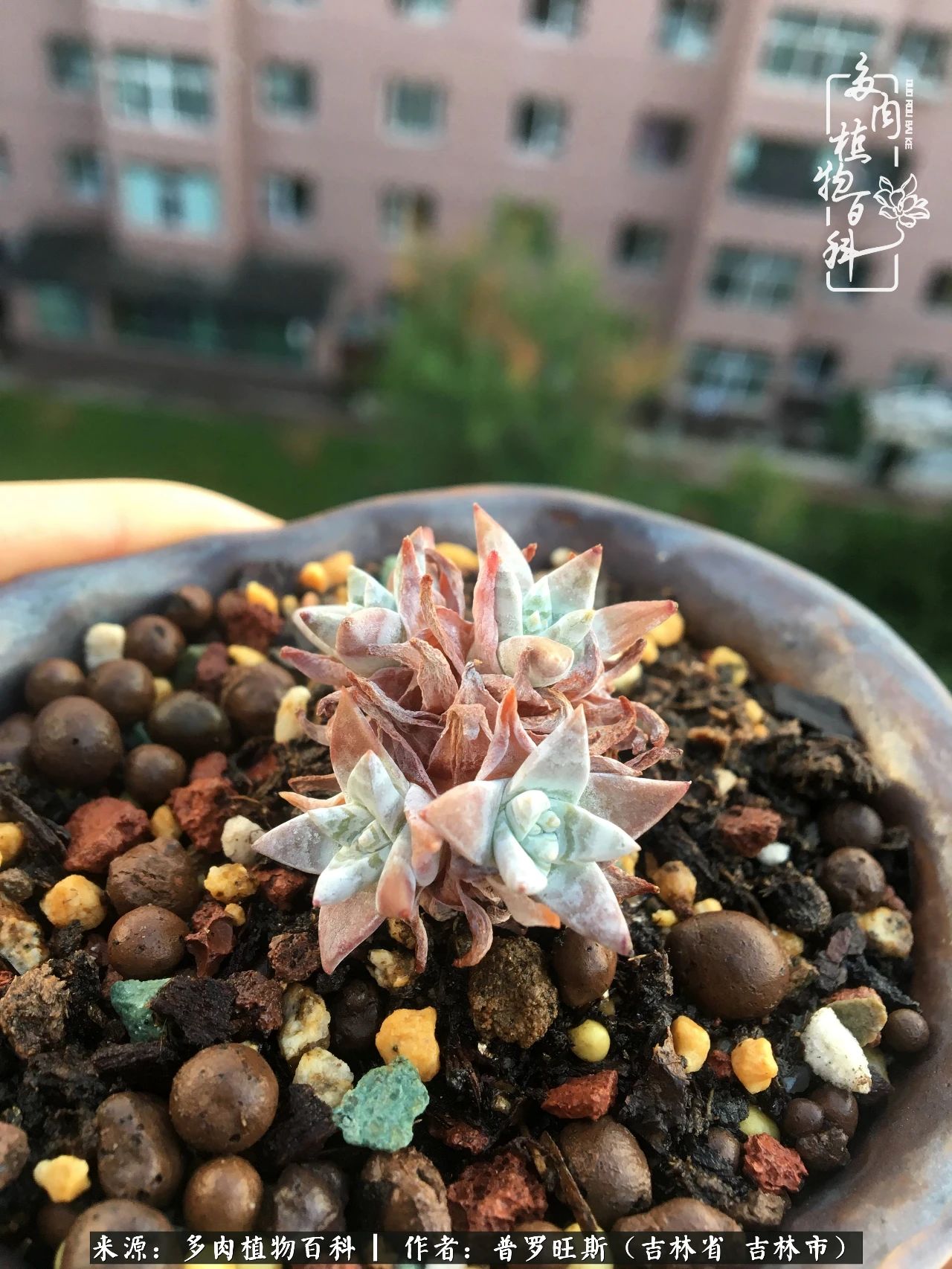 日日勤服侍，日日勤拂拭！服侍花儿，就是拂拭心灵