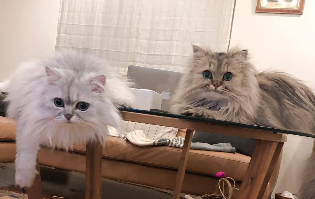 跟小猫玩逗猫棒的技巧,和猫玩逗猫棒玩多久