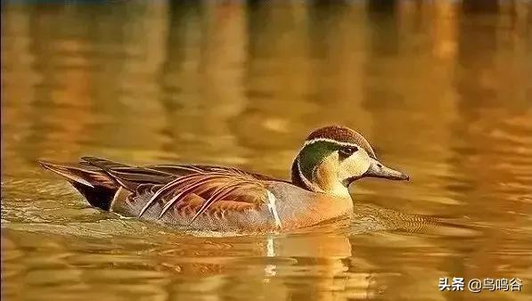 看图识鸟图片及答案,看图识鸟软件哪个好用