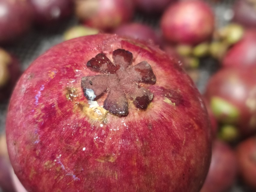 吃山竹注意事项有哪些,吃山竹的朋友们看过来