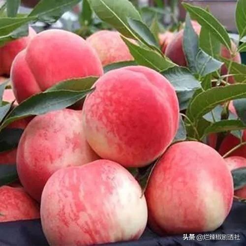 陕西水蜜桃哪里的最好吃,西安脆甜水蜜桃