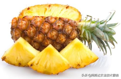 盆栽菠萝的种植方法和技术图片,盆栽菠萝的种植方法和技术视频