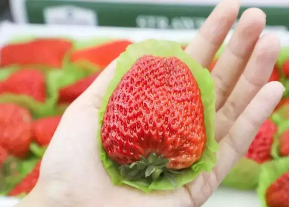 代购nothingwritten包,nono代购