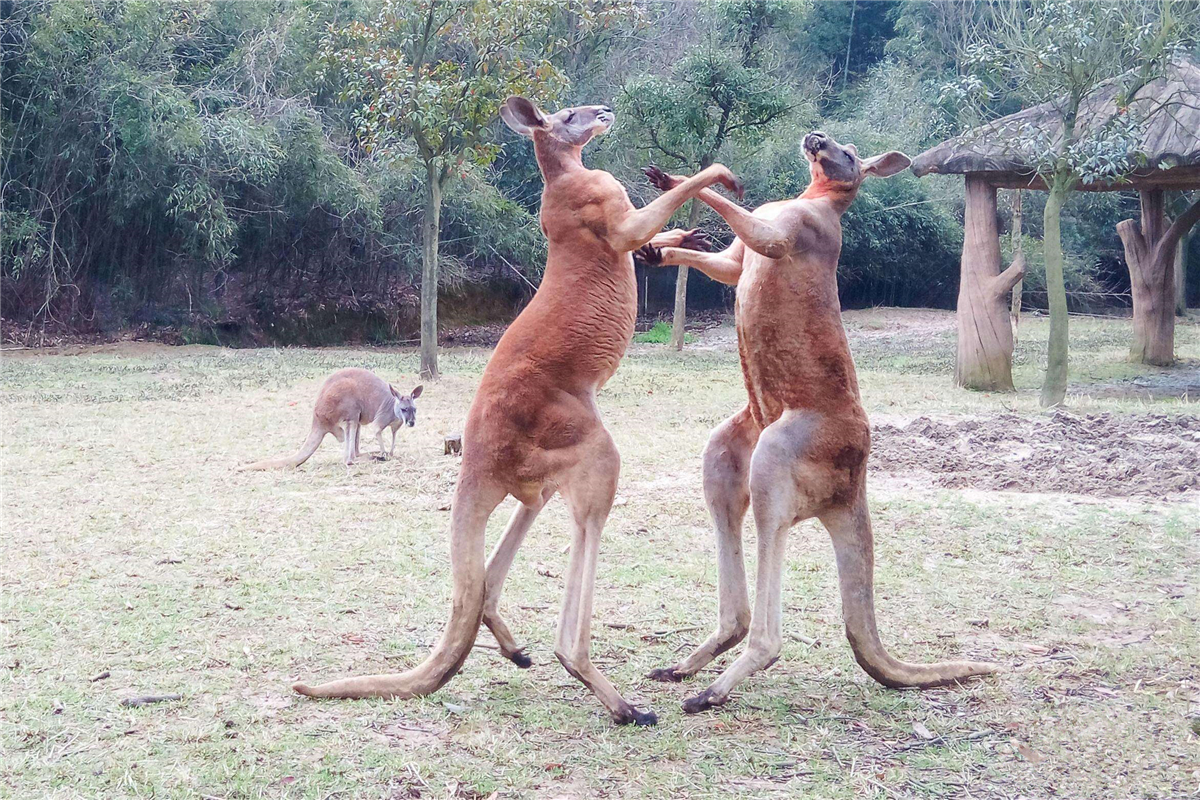 澳大利亚袋鼠有多可怕 (袋鼠为什么称霸澳大利亚)