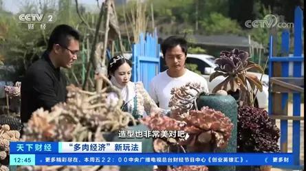 多肉的“情绪治愈”生意：网店老板月入5万，老师、医生争相购买