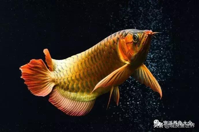 最好养的观赏鱼寓意好的,具观赏性又吉祥的观赏鱼