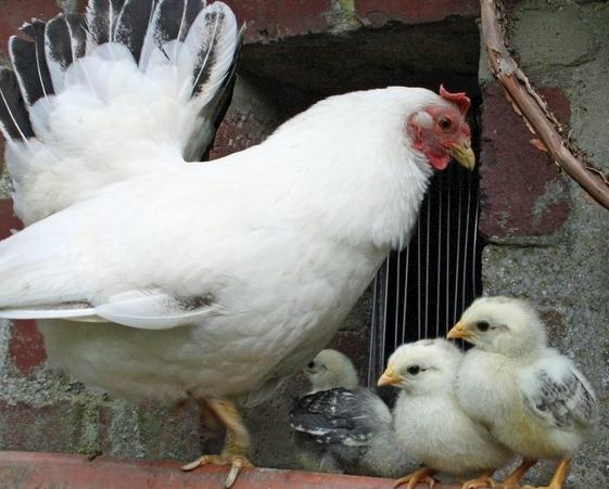 小鸡积食了怎么办用什么药,小鸡积食不消化怎么办