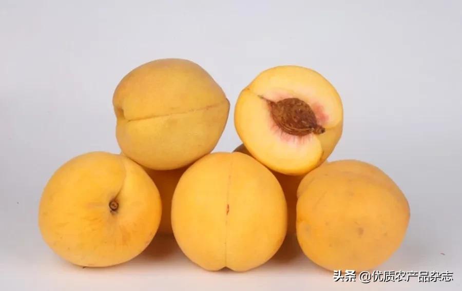 什么种类的黄桃最好吃又甜,鲜食黄桃品种哪个最好吃