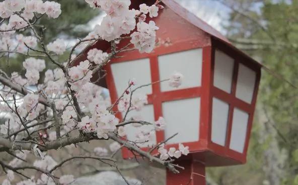 几月赏樱花最好,最美赏樱攻略大全