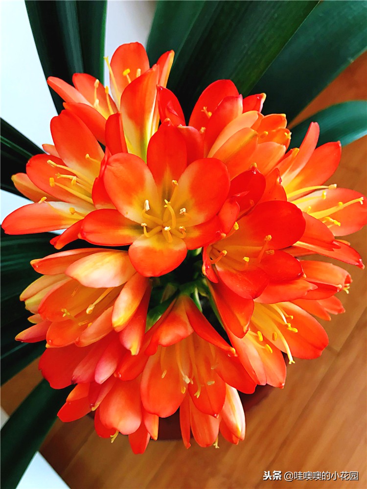 君子兰怎样浇水才能不烂根,养君子兰注意3点叶片肥厚不黄叶