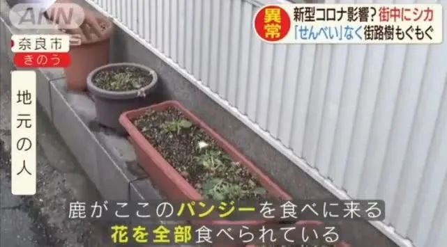 被冠以“素质低”的中国游客，如今成了一些国家最为思念的亲人