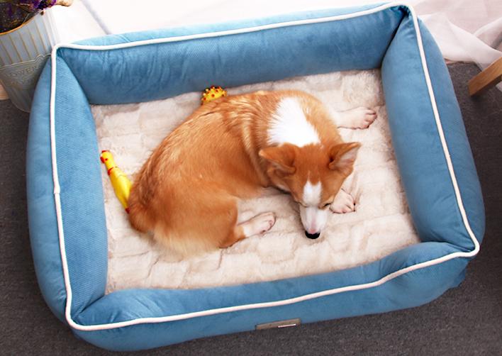 养狗人都要知道的省钱小妙招,月薪3000养狗省钱秘籍