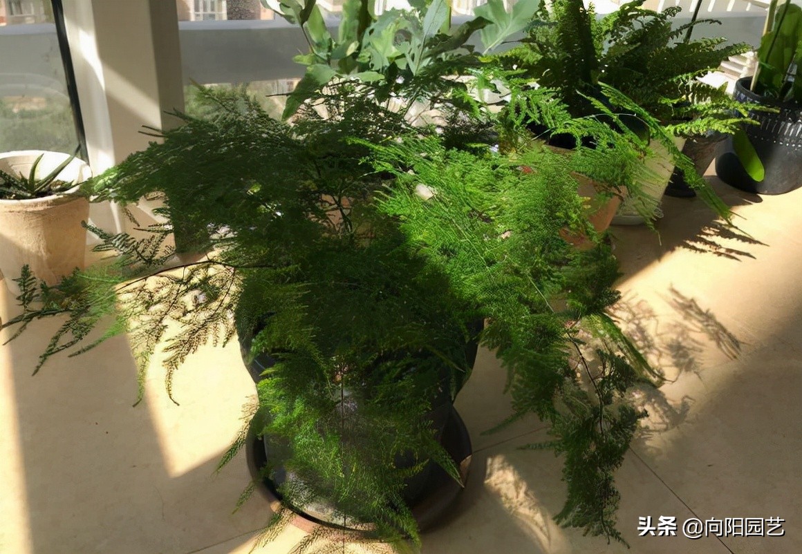 文竹不好养容易黄叶子,文竹不好养