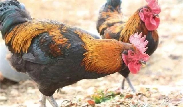 农村养殖种植与三农创业致富项目,2022三农养殖业致富项目