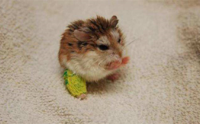 仓鼠骨折花了200包扎视频,仓鼠眼睛突然瞎了怎么回事