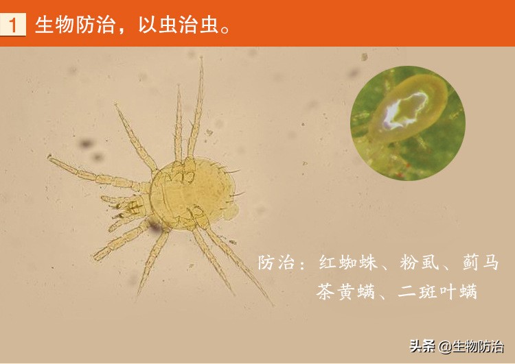 农业有害生物的防治方法,有害生物绿色防控