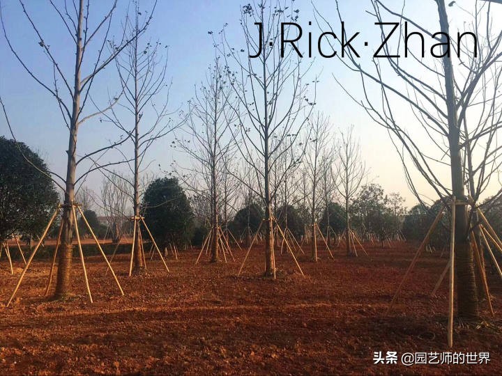 怎么种植草坪不长杂草,如何养好草坪