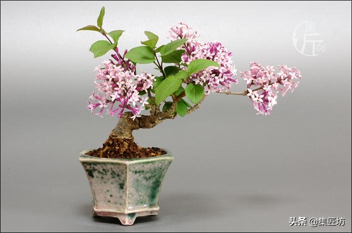 紫丁香的盆景造型与养护,白丁香盆景如何让它开花