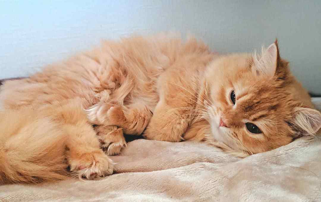 宠物母猫生产前有何反应,母猫生完崽后有点焦躁该怎么解决