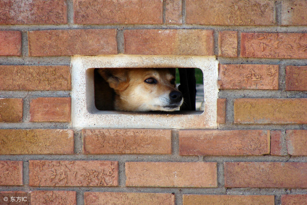 把bigdog翻译成“大狗”老外说错的很离谱！