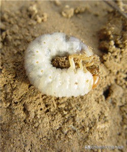 十大家用杀虫剂排名,十大名牌杀菌杀虫剂
