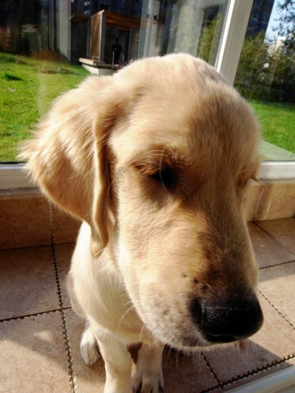 金毛幼犬泪痕是什么原因引起的,金毛犬吃了自制狗粮有泪痕