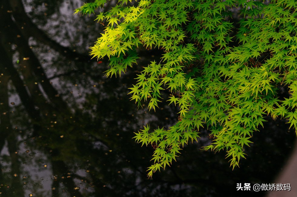 拙政园最让人欣赏的地方,拙政园十大特色