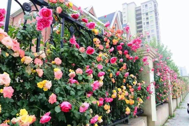 藤本月季如何让它爆花快,最好养爬墙藤本月季四季开花