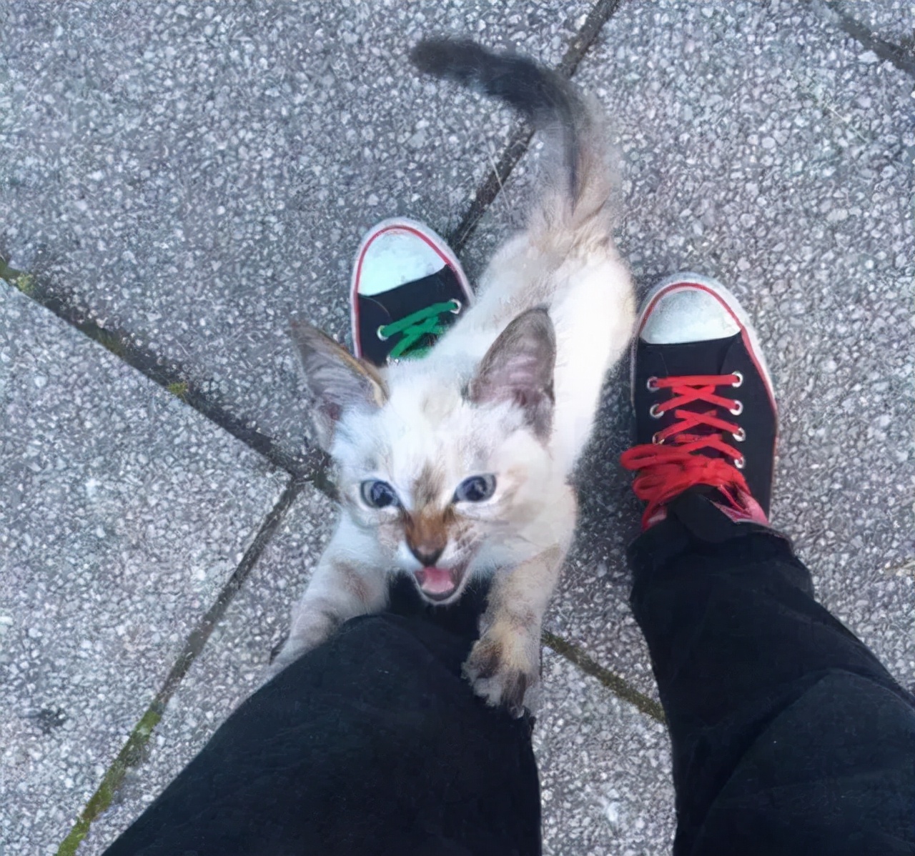 想领养狗狗却找不到地方,想领养一只猫咪又怕不会养