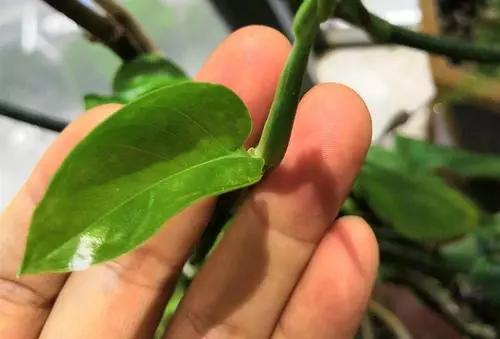 磷酸二氢钾假货是肥效不够吗,什么样的磷酸二氢钾是真的