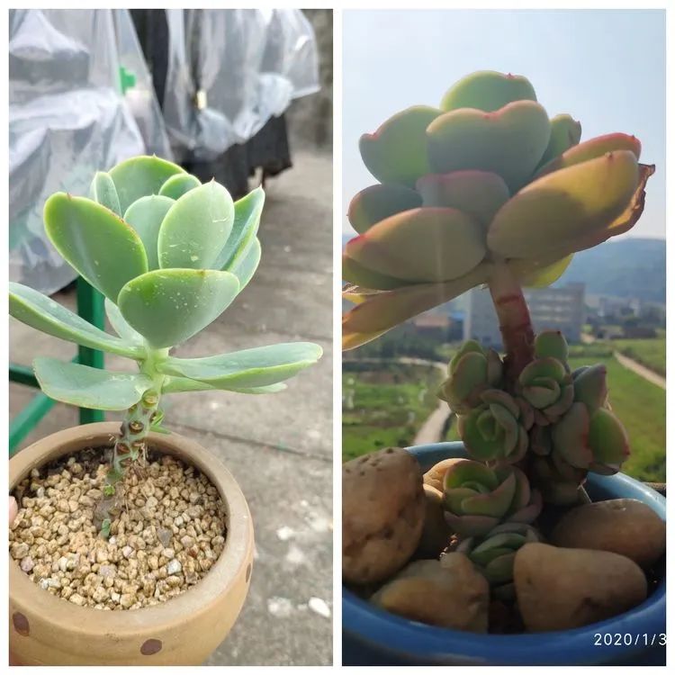 多肉不适合新手养,多肉入坑到什么程度好
