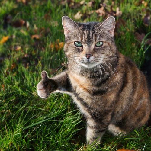 三国志国产版单机,国产手游创新在哪里