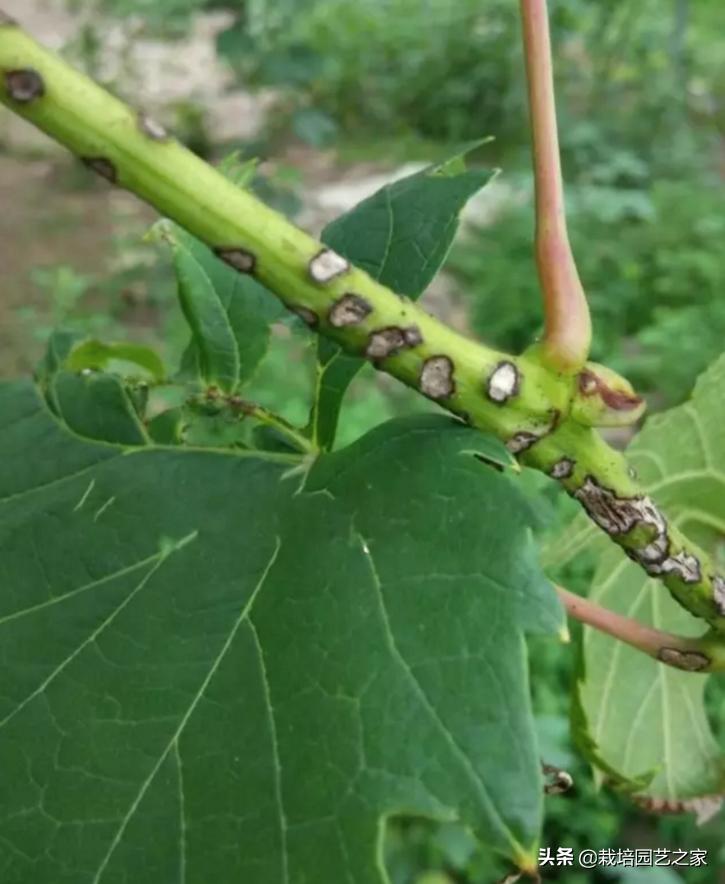 病害：这些图例都是黑痘病，危害很大，注意平时防范