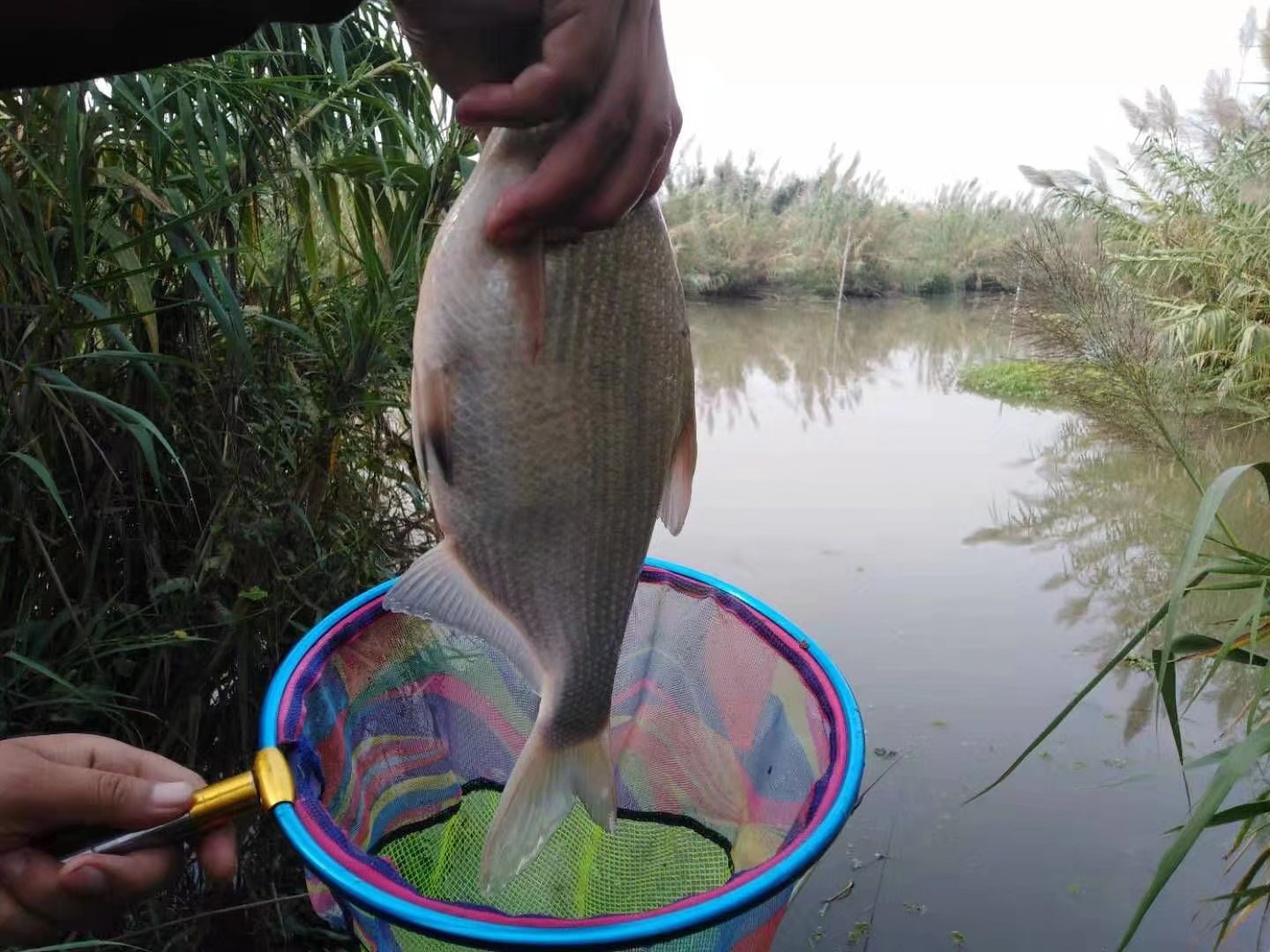 窝料说实话 (实战窝料)