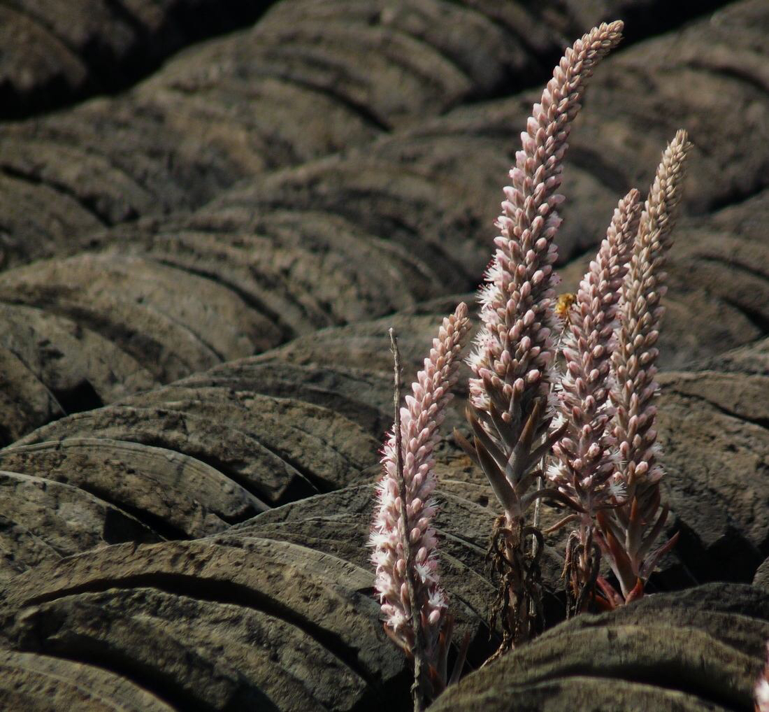 中药材瓦松怎么制作,中药材瓦松治什么病
