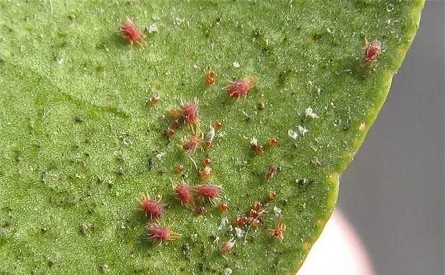 养花中出现小黑飞蚊怎么消除,养花有小黑飞怎么办