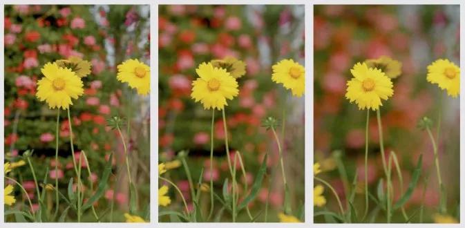 景深效果要满足哪些条件,景深运用技巧大全