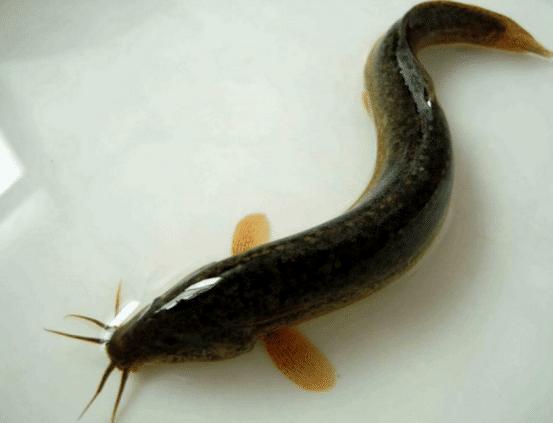 泥鳅市场前景如何,目前国内泥鳅市场行情怎么样