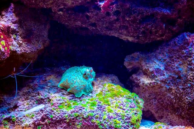 带你们看一下神奇的海底世界,高清60帧海底世界