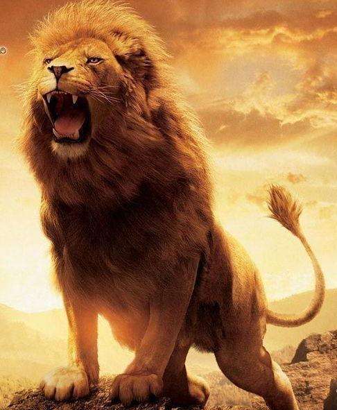 狮子座和射手座分手了怎么办,狮子座分手还能挽回吗