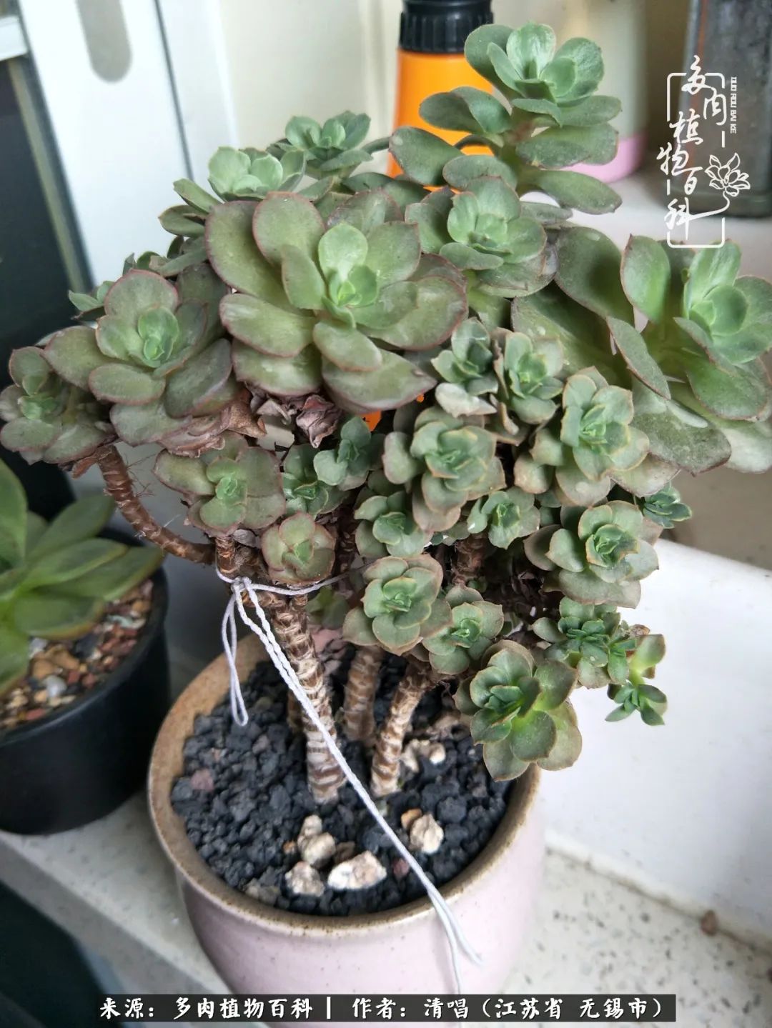 多肉植物百科好看又好养的多肉,喜欢多肉的朋友欢迎光临多肉园艺