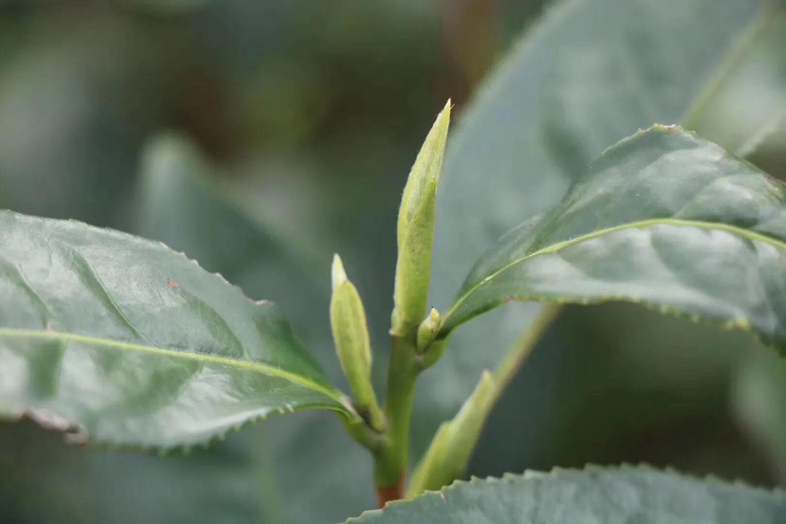 如何挑选西湖龙井茶,西湖龙井茶多少一斤