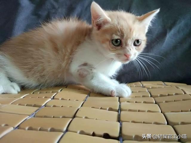 猫猫全身奶癣怎么办,得奶藓的猫猫