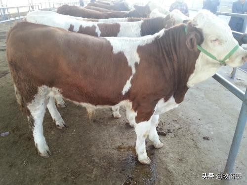 肉牛养殖肉牛保健与常见疾病防治,肉牛疾病诊断治疗方案