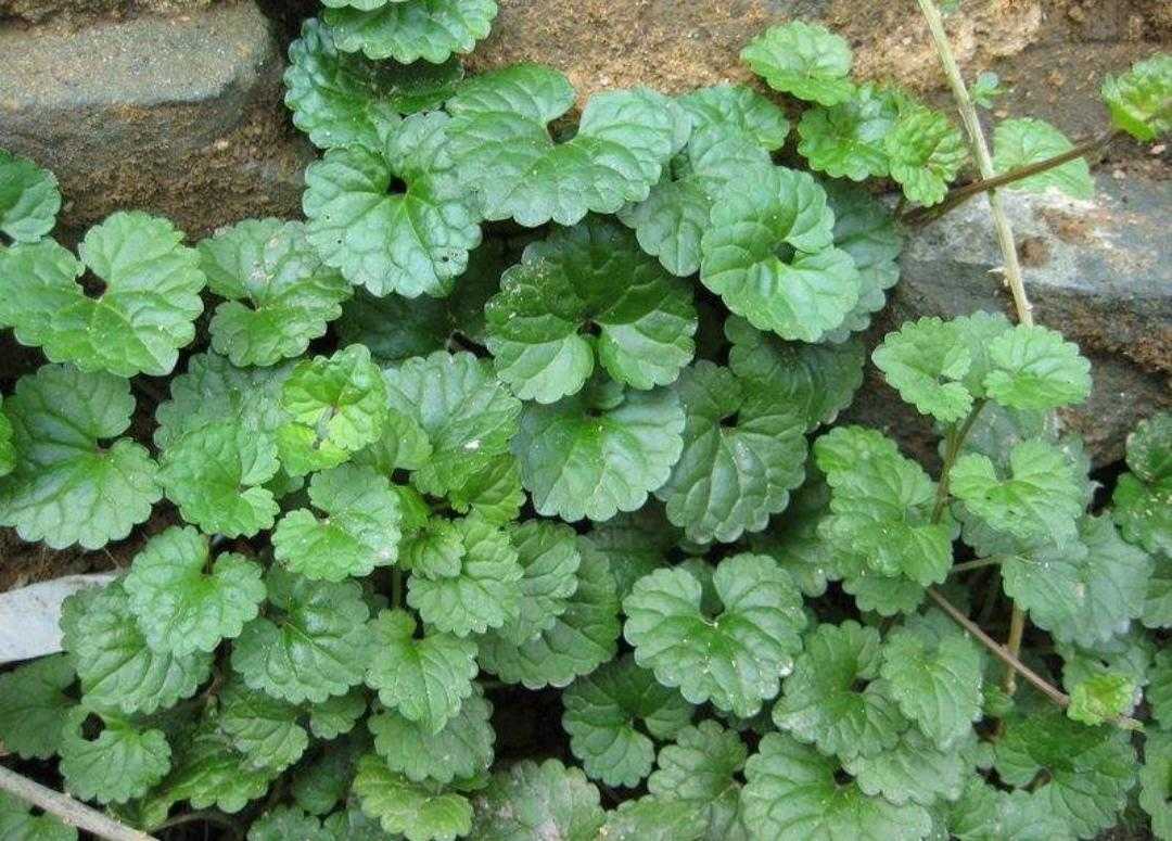 活血丹功效主治,活血丹野草图片