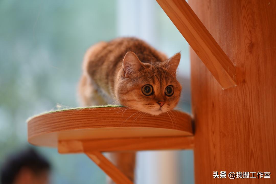 第16届国际摄影艺术展获奖作品,第29届全国摄影艺术展览作品集